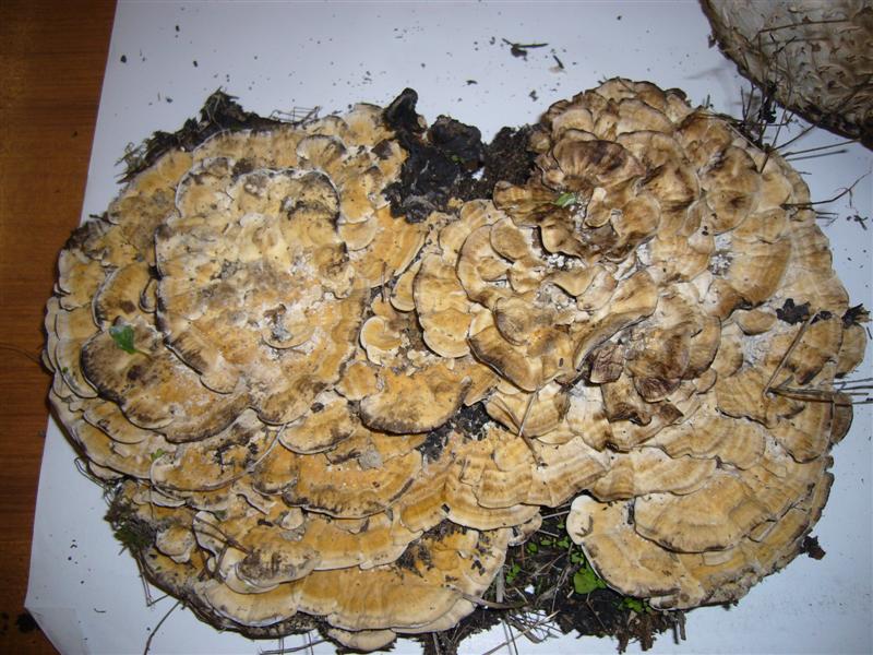 Aphillo1 (Bjerkandera adusta)